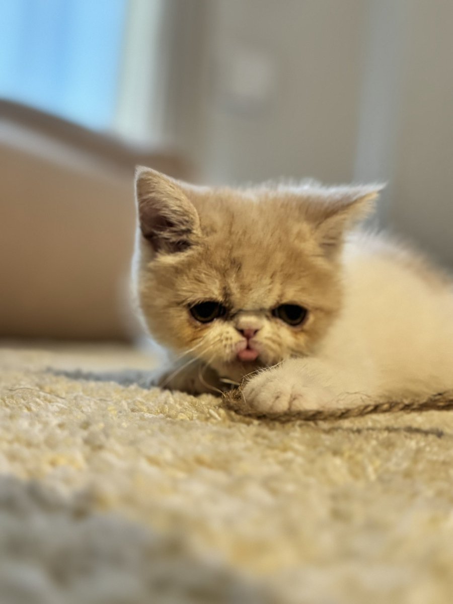 ナゾノオタ tweet media