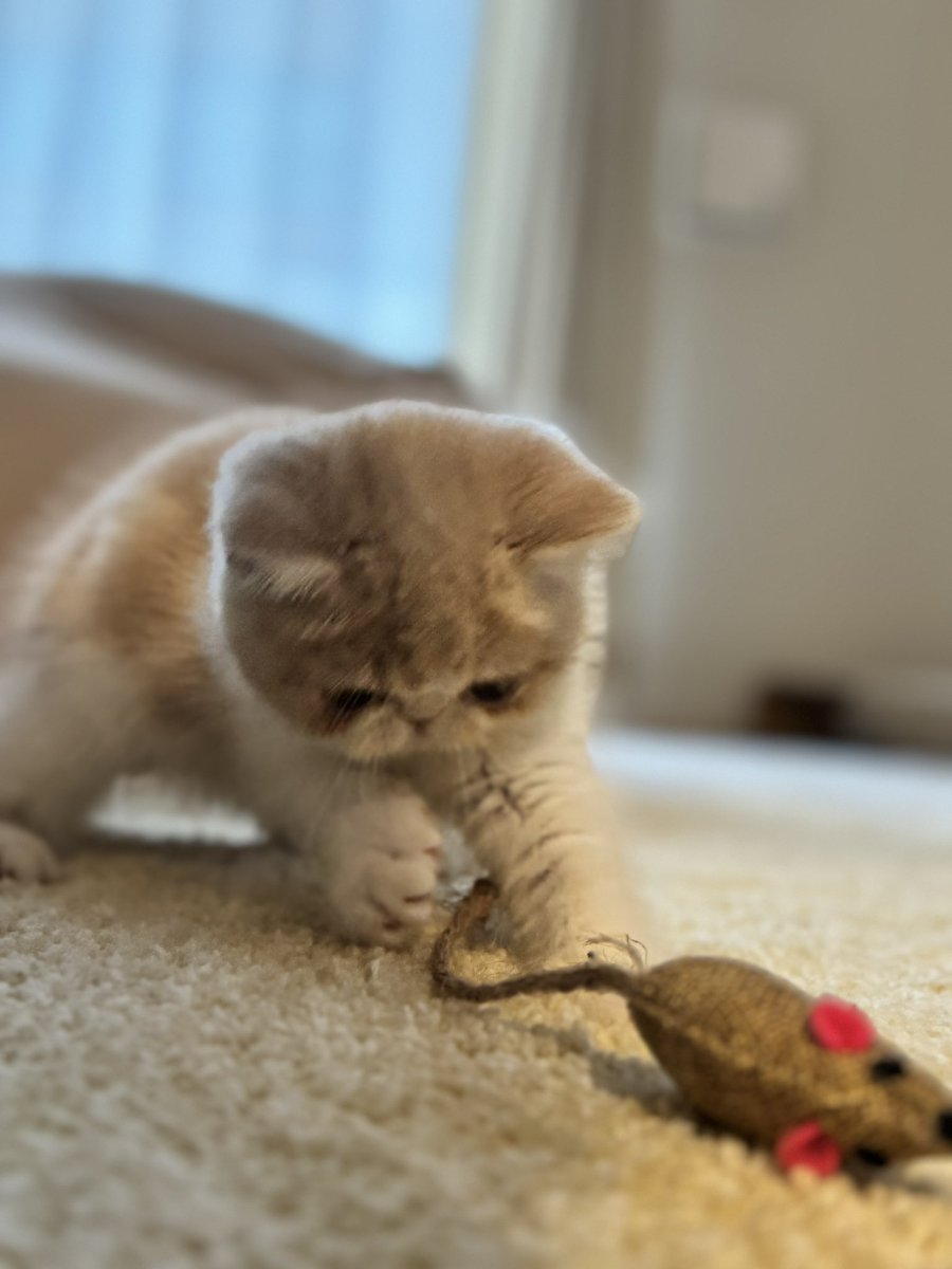 ナゾノオタ tweet media