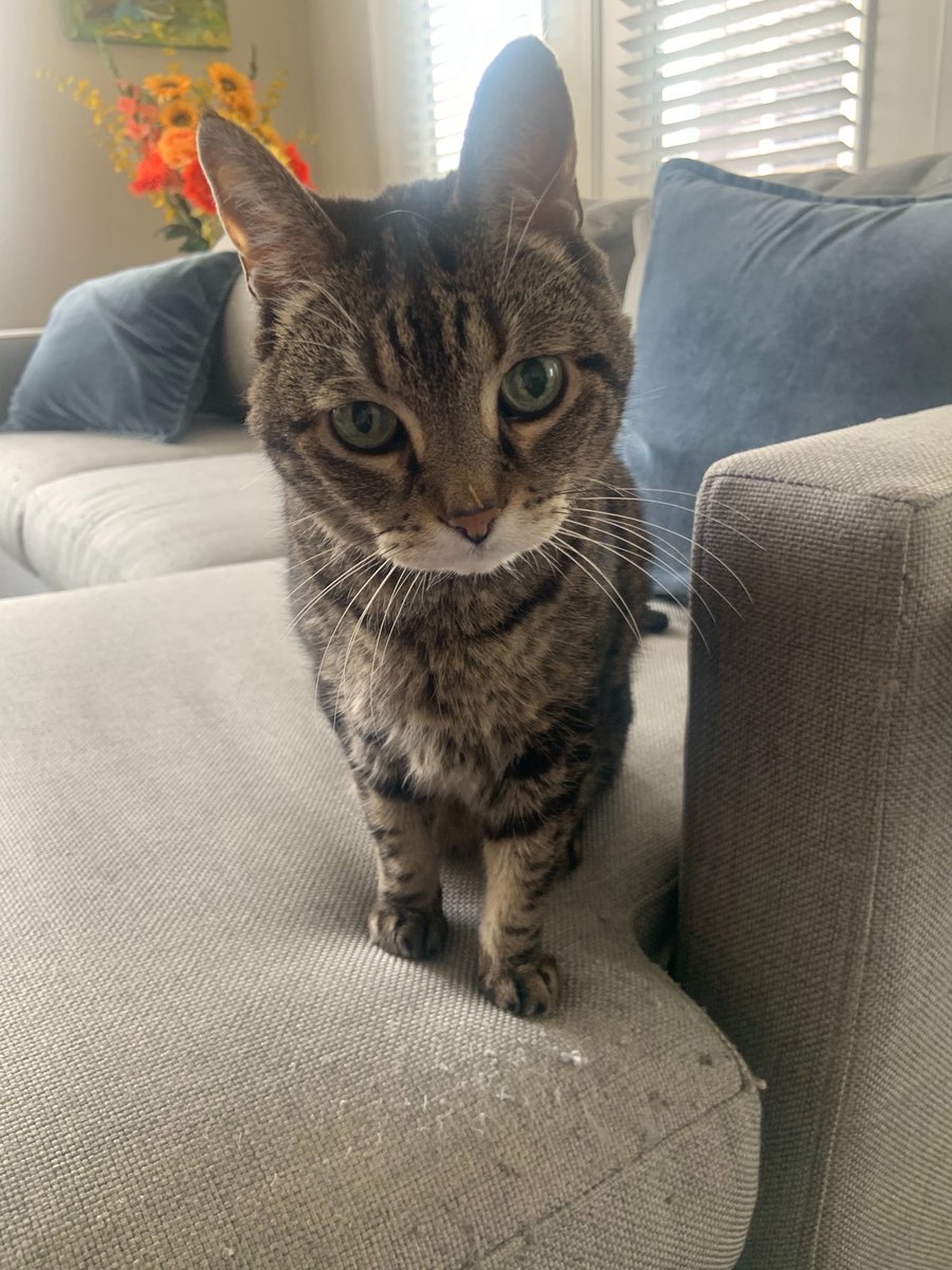 Sara and Raymond 😸 tweet media