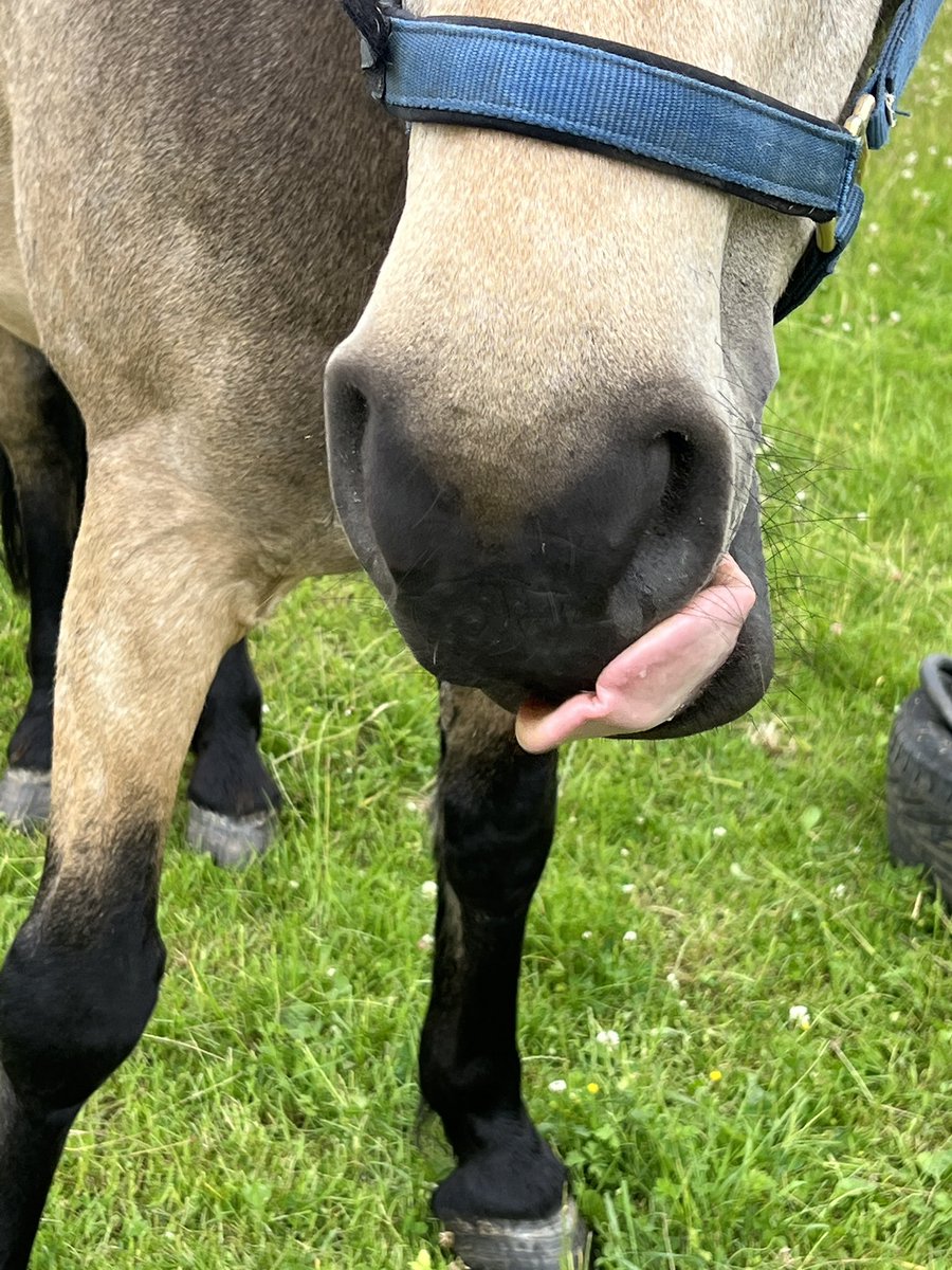 Every Cloud Has A Silver Lining 🐎🐕 tweet media