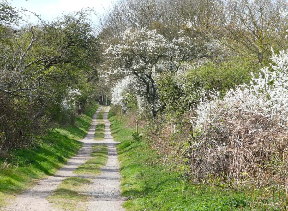 Beatrice Groves tweet media