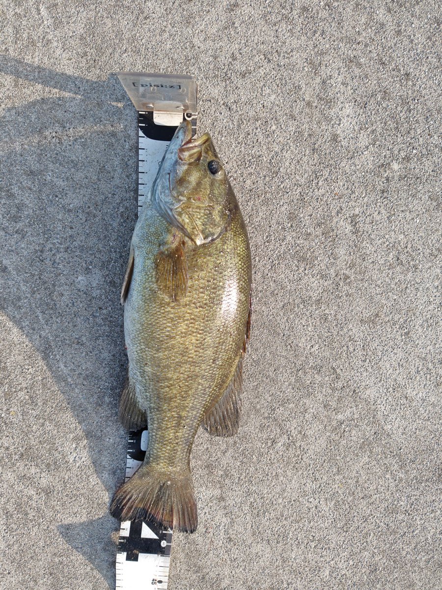 彩の国のバス釣り師 tweet media