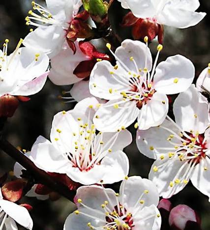 ハナ紳士@愛知相澤会 新潟支部 tweet media