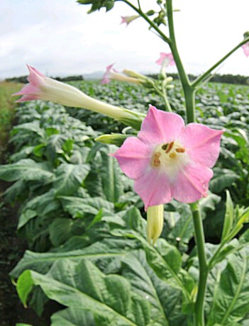 𝓩𝓪𝓾𝓫𝓮𝓻 tweet media