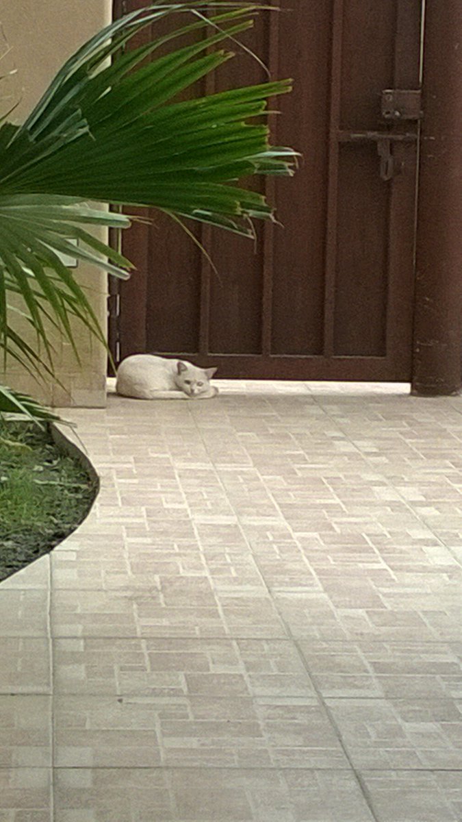 NabJaz16's tweet image. There was always a cat 
#memories