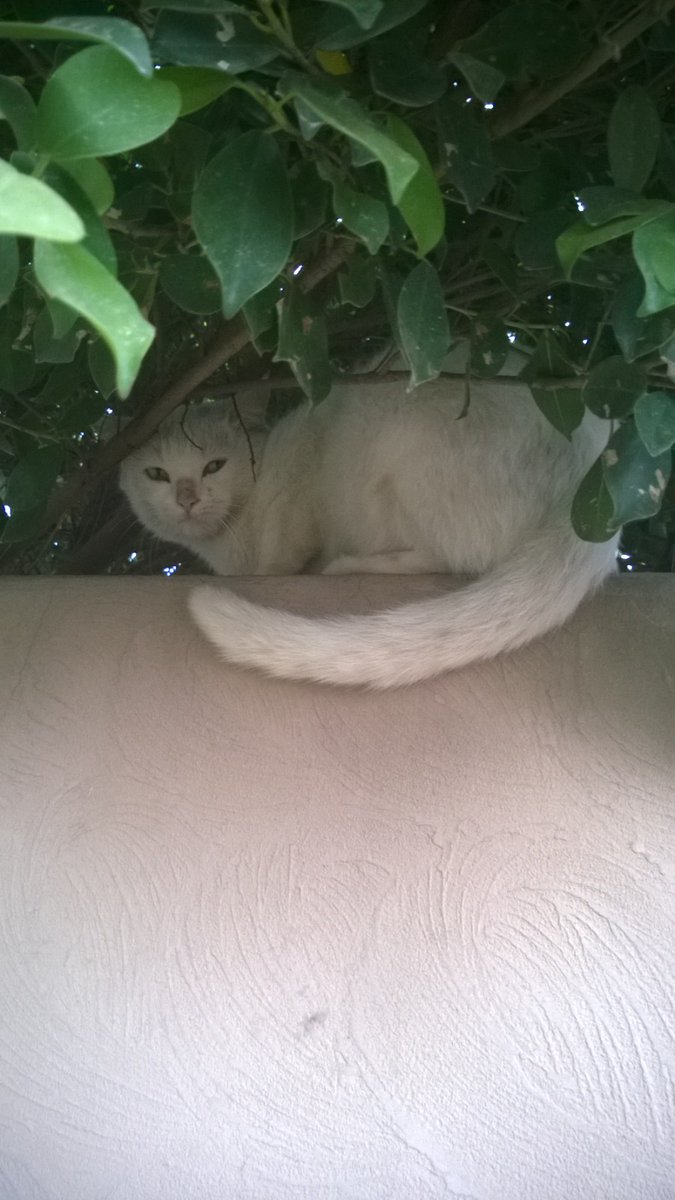 NabJaz16's tweet image. There was always a cat 
#memories