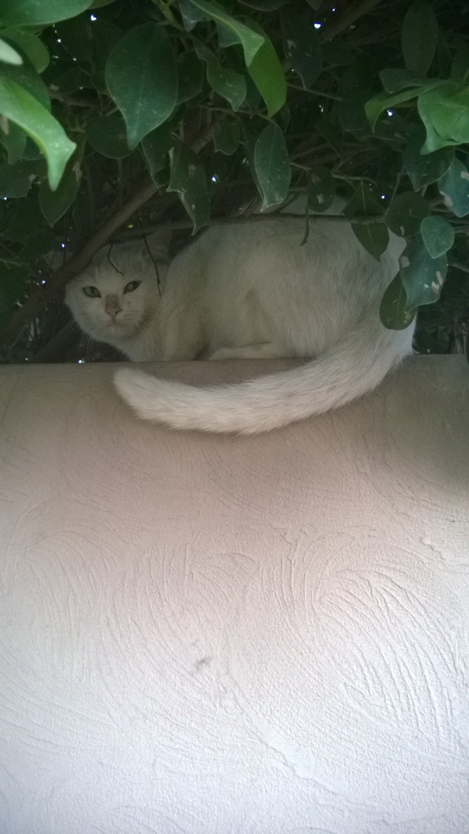 NabJaz16's tweet image. There was always a cat 
#memories