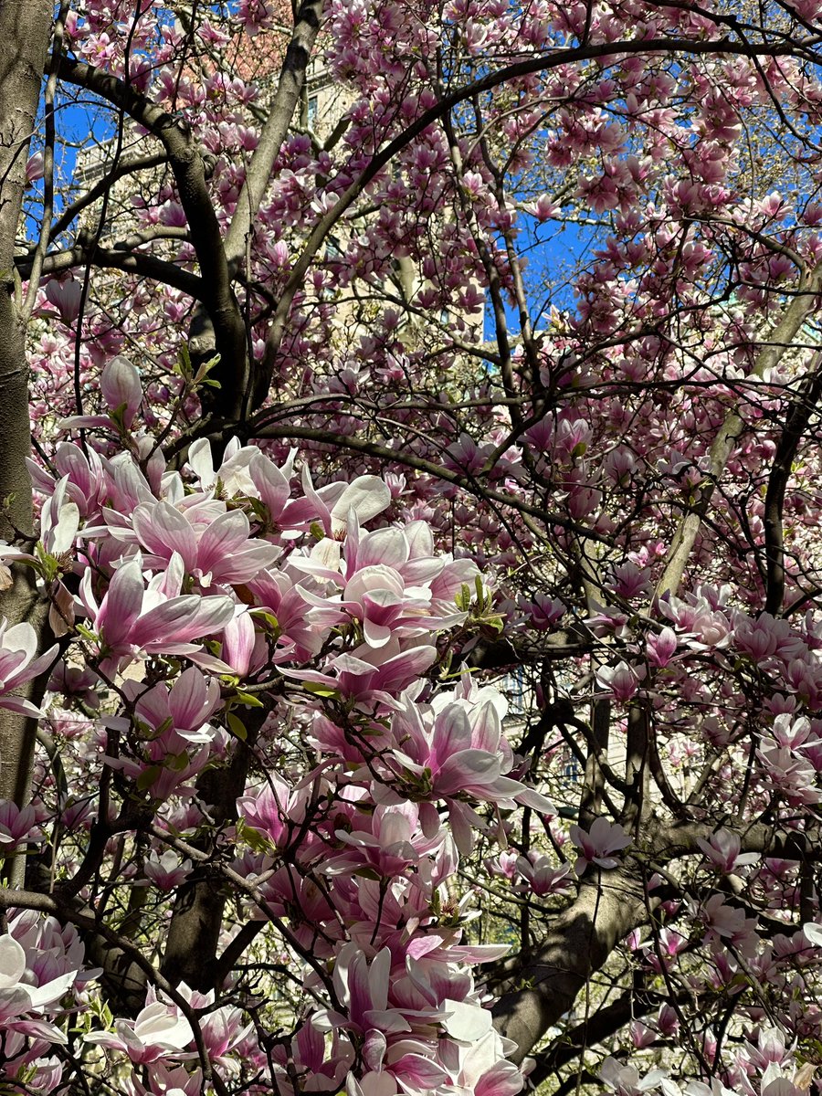 sonisfood's tweet image. Gorgeous day in Central Park #nyc