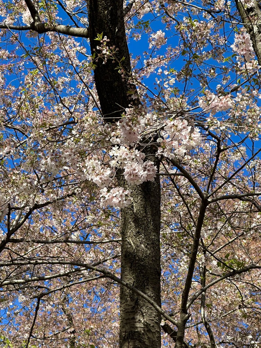 sonisfood's tweet image. Gorgeous day in Central Park #nyc