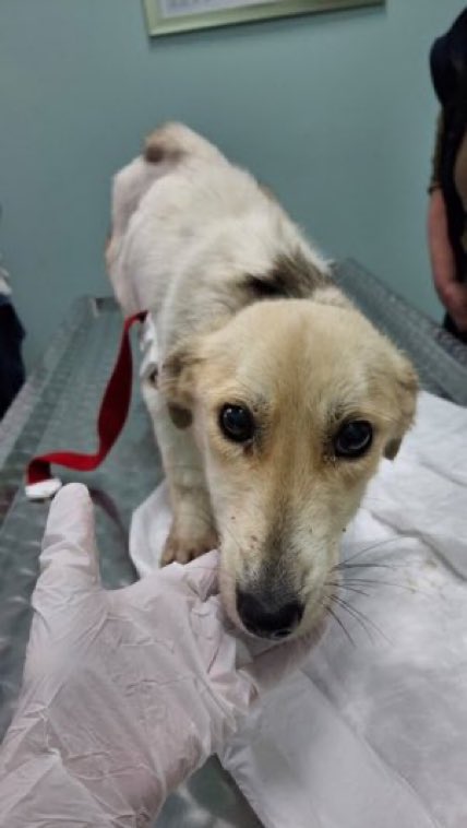 LisaClareRead2's tweet image. Please can you help @DogDeskAction with their fundraiser this month to help fund their veterinary care and food shortfall. 
Any amount is so appreciated. 
⬇️ 
donorbox.org/medical-food-f…

paypal.com/donate/?hosted…

(Ref:April)
Thanks for your support 💕🐾
#dogs #support #WeekendVibes