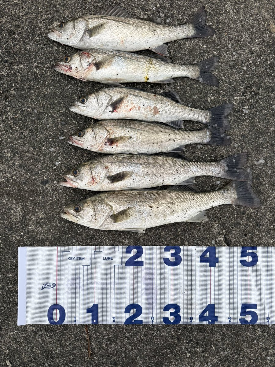 真雅えび tweet media