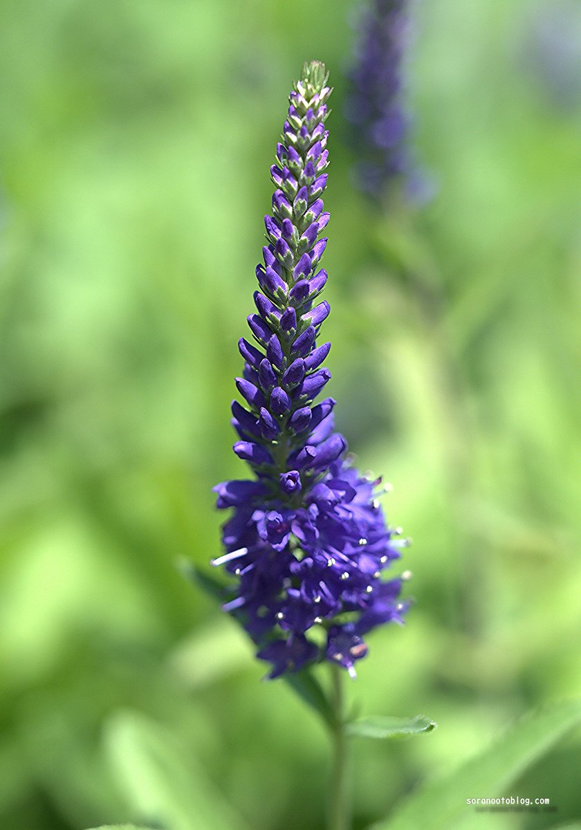 soranootoblog's tweet photo. おはようございます☀️

今日の誕生花は
🌿 ベロニカ

花言葉は「明るい家庭」

明日は夏至🌞
一年で最も昼が長くなる日の前夜

ベロニカが紫の小花を
穂いっぱいに咲かせています

スラリと伸びた花穂に
小花が寄り添う姿が
光あふれる場所に咲く
喜びを伝えているようです🌿 https://t.co/fc4BFmtg4K