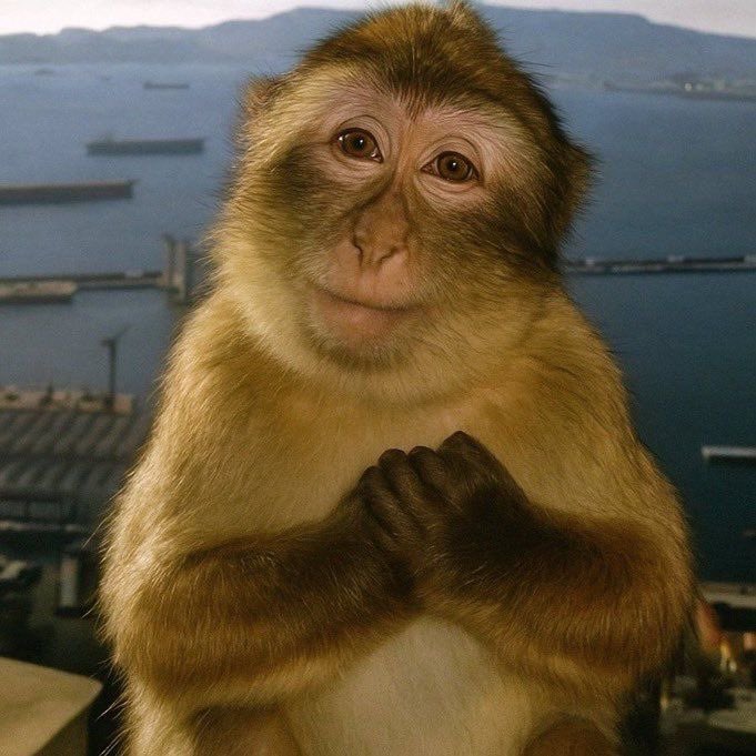 imp — 𐙚 tweet media