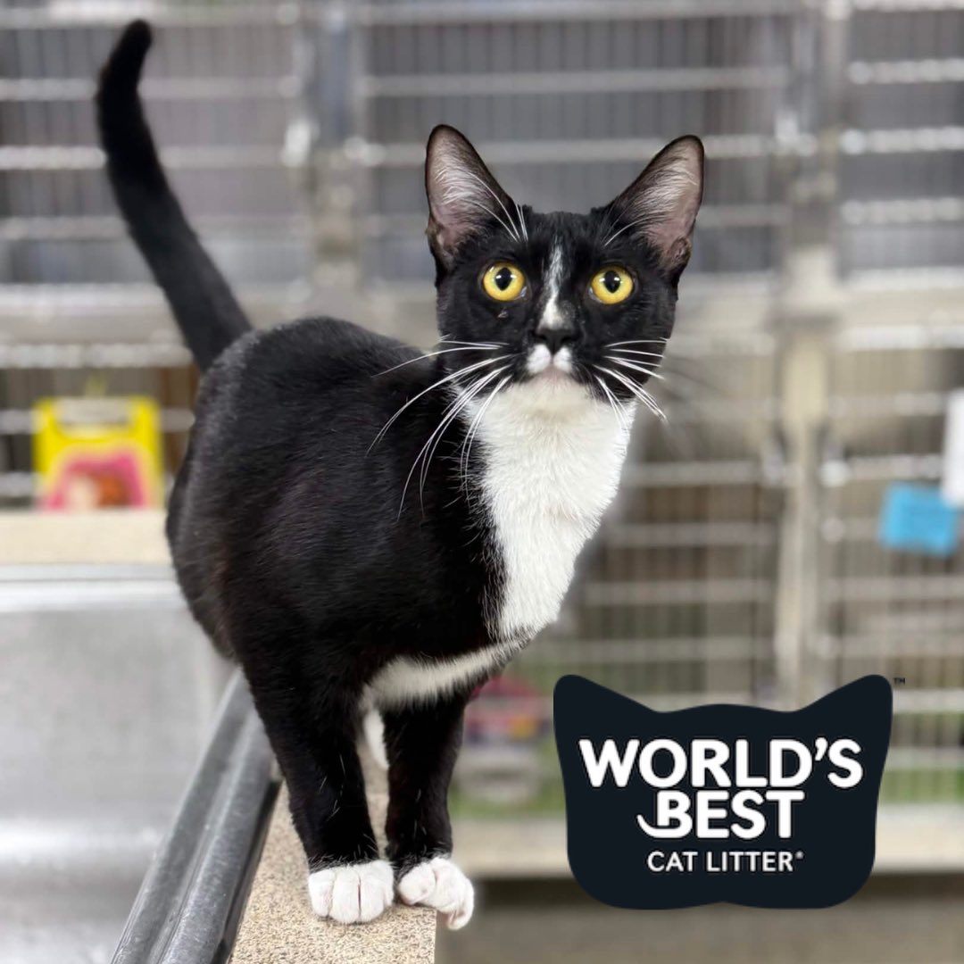 Memphis Humane Society tweet media