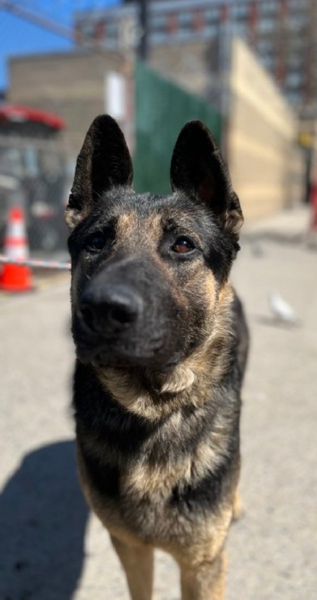 MorgFairsdogs's tweet image. Boreas 250382
Kill Command 
#NYCACC #RescueOnly 
He is a handsome 2 yr old
Brought in by 👮‍♂️ after reported bite incident, minimal and conflicting info given
Bit puffer jacket of person passing by, no skin broken
Has CIRDC 🚑
Needs exp all adult home 
Save Boreas!
#Pledge4Rescue