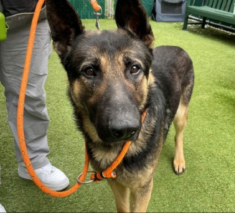 MorgFairsdogs's tweet image. Boreas 250382
Kill Command 
#NYCACC #RescueOnly 
He is a handsome 2 yr old
Brought in by 👮‍♂️ after reported bite incident, minimal and conflicting info given
Bit puffer jacket of person passing by, no skin broken
Has CIRDC 🚑
Needs exp all adult home 
Save Boreas!
#Pledge4Rescue