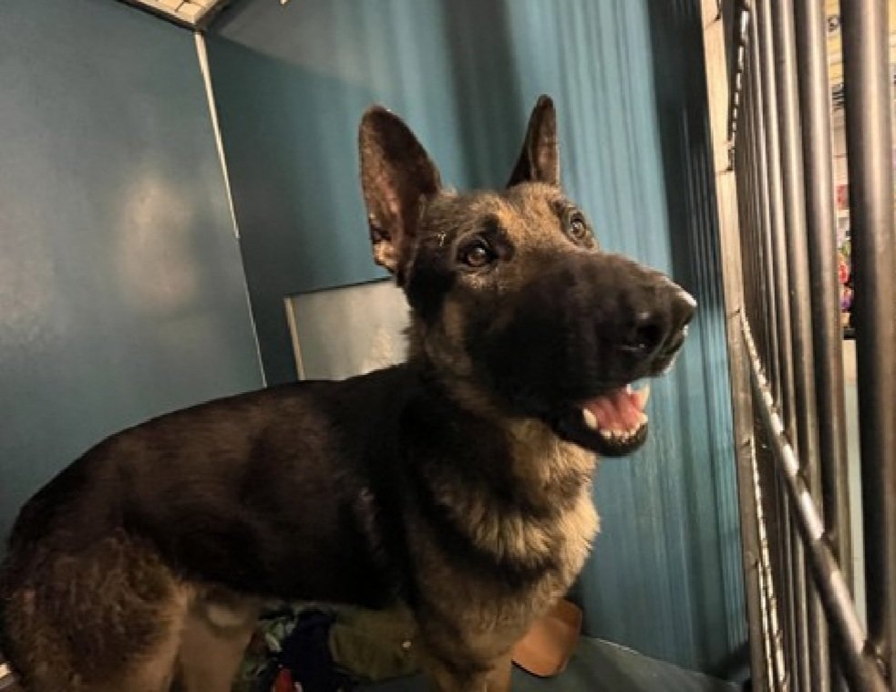 MorgFairsdogs's tweet image. Boreas 250382
Kill Command 
#NYCACC #RescueOnly 
He is a handsome 2 yr old
Brought in by 👮‍♂️ after reported bite incident, minimal and conflicting info given
Bit puffer jacket of person passing by, no skin broken
Has CIRDC 🚑
Needs exp all adult home 
Save Boreas!
#Pledge4Rescue