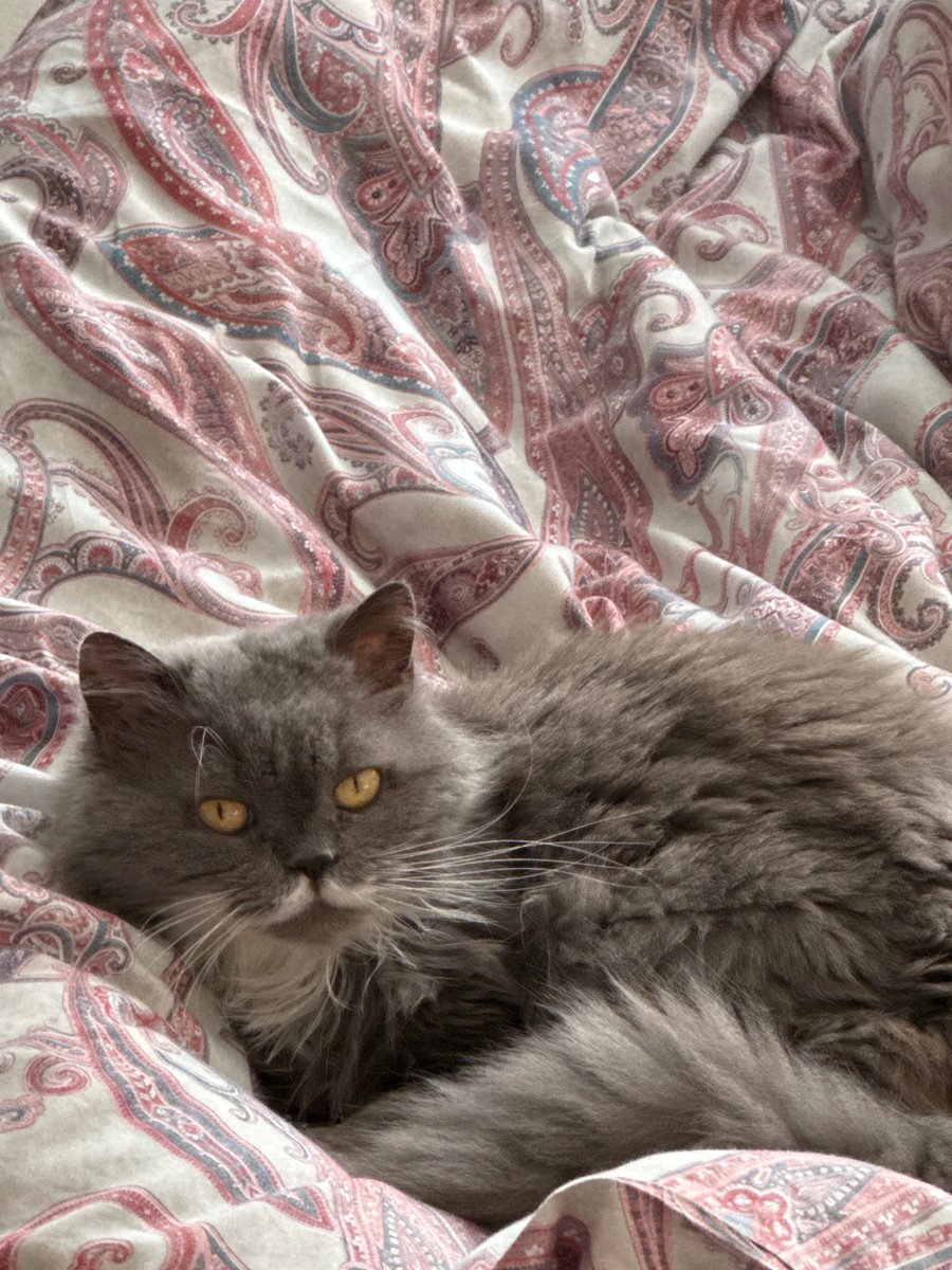 Disgruntled X user tweet media