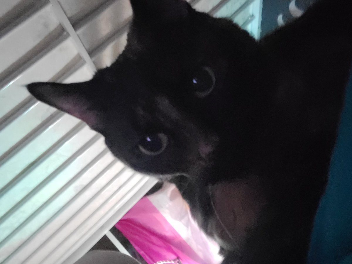 SILLYIRIAMVTUBER! tweet media