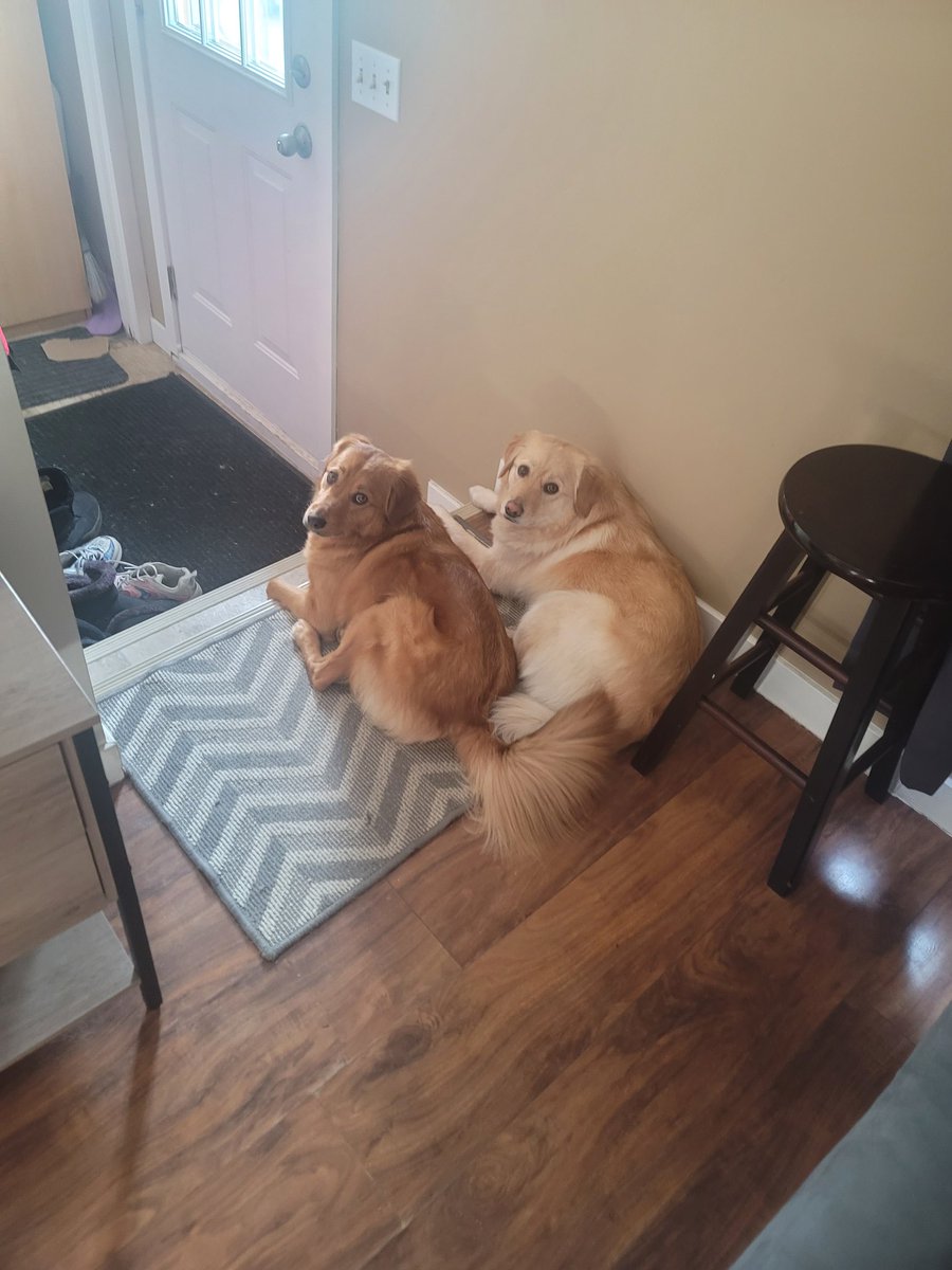 SILLYIRIAMVTUBER! tweet media