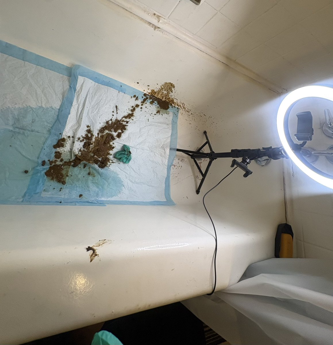 NoCleanZone⚠️💩🤢 tweet media