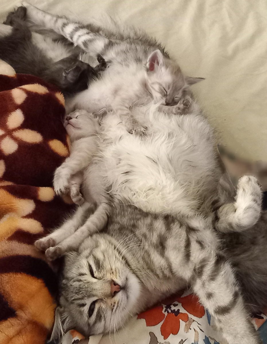 أعياد tweet media