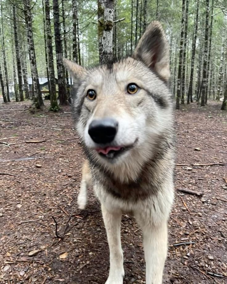 aspen 🦴🦮 tweet media