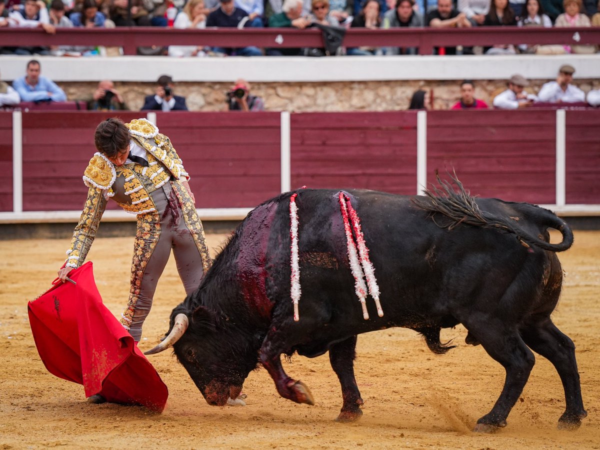 1️⃣ | ¡OREJA en el primero!

Gran recibo capotero a la veronica al tercero bis que levantaron los “olés” de la plaza. Faena de mucho poder ante un tío que había que hacerle las cosas muy bien.

Estocada casi entera que hace cortar el primer apéndice