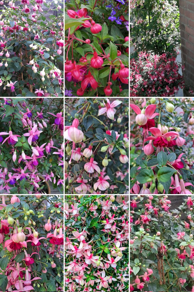 mzu2013's tweet image. Flowers are the poetry of nature, written for us.

~Emily Dickinson
#Flowers
#mygarden