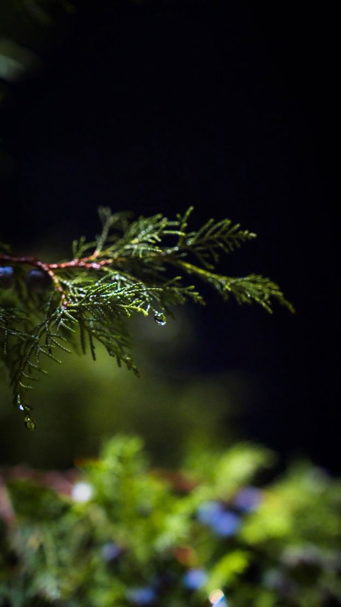 أمانة منطقة الباحة tweet media