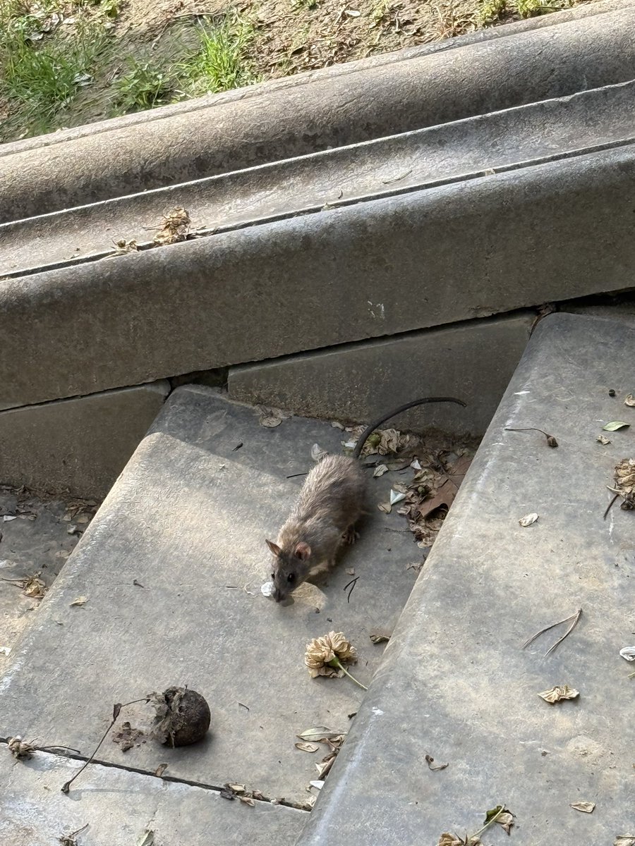 lgbolea's tweet photo. Enhorabuena al Ayuntamiento de Sevilla por traer ardillas al Parque María Luisa @SevillaSeMuere @Ayto_Sevilla https://t.co/VoyPFcsgAv