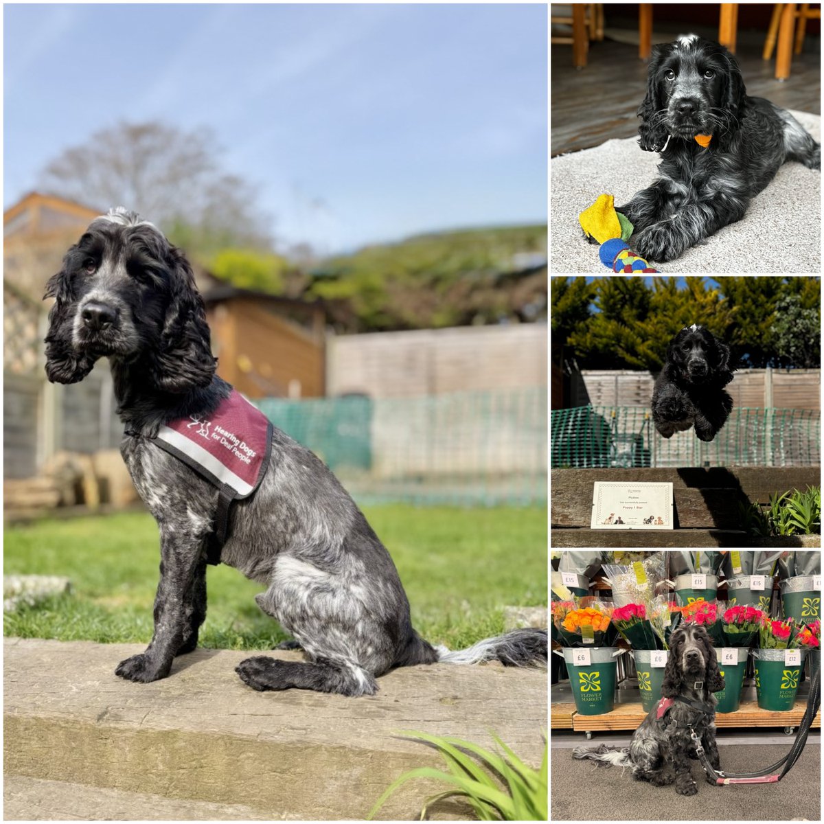 Hearing Dogs for Deaf People tweet media