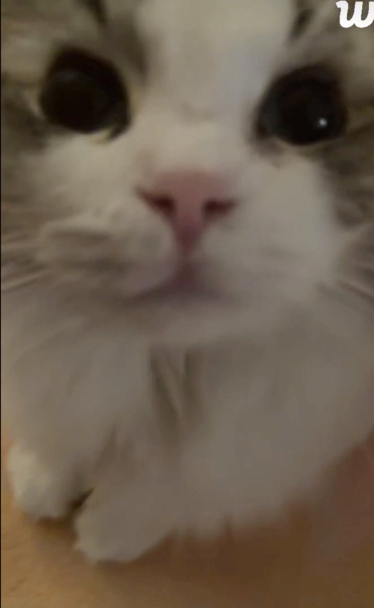 땡구라미 tweet media