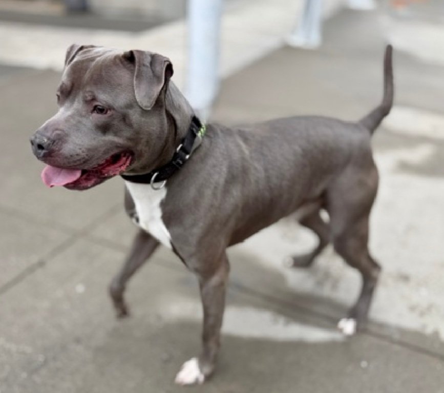 MorgFairsdogs's tweet image. Blue 248943
Kill Command 
#NYCACC #RescueOnly 
He is a cute 3 yr old boy
Social and treat motivated 
Low threshold for arousal and leash biting
Help save Blue!
#Pledge4Rescue #foster #adopt