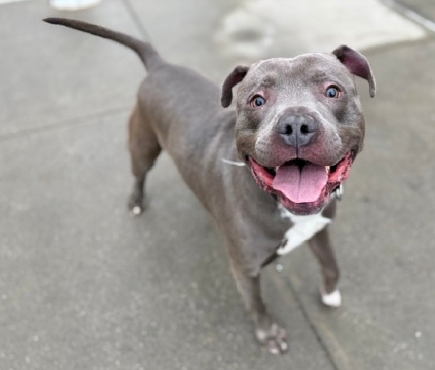 MorgFairsdogs's tweet image. Blue 248943
Kill Command 
#NYCACC #RescueOnly 
He is a cute 3 yr old boy
Social and treat motivated 
Low threshold for arousal and leash biting
Help save Blue!
#Pledge4Rescue #foster #adopt
