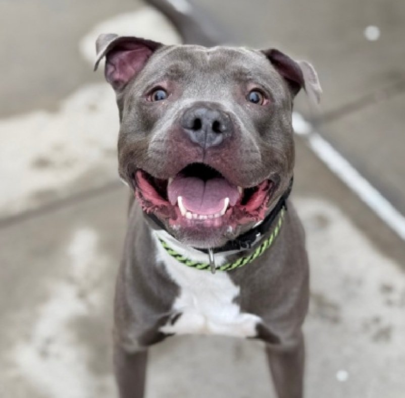 MorgFairsdogs's tweet image. Blue 248943
Kill Command 
#NYCACC #RescueOnly 
He is a cute 3 yr old boy
Social and treat motivated 
Low threshold for arousal and leash biting
Help save Blue!
#Pledge4Rescue #foster #adopt