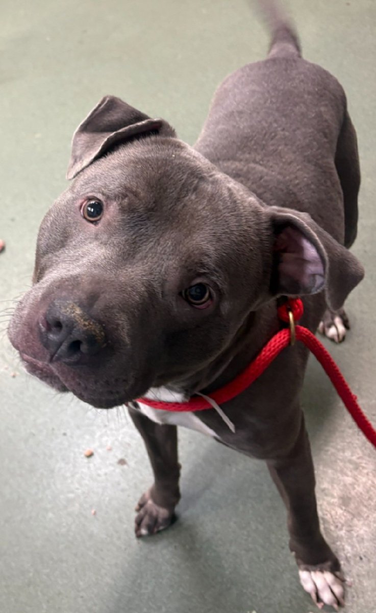 MorgFairsdogs's tweet image. Blue 248943
Kill Command 
#NYCACC #RescueOnly 
He is a cute 3 yr old boy
Social and treat motivated 
Low threshold for arousal and leash biting
Help save Blue!
#Pledge4Rescue #foster #adopt
