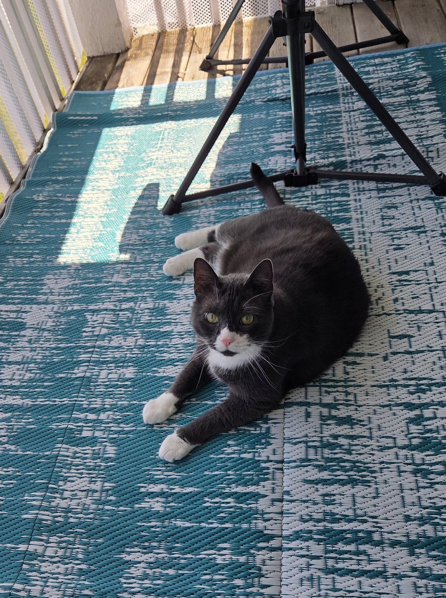 stacy 🏳️‍🌈 🩷💜💙 tweet media