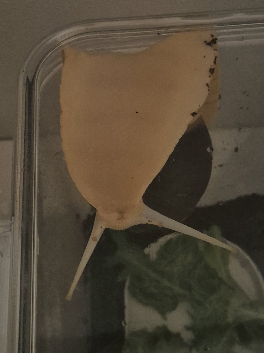 사이카와와 tweet media