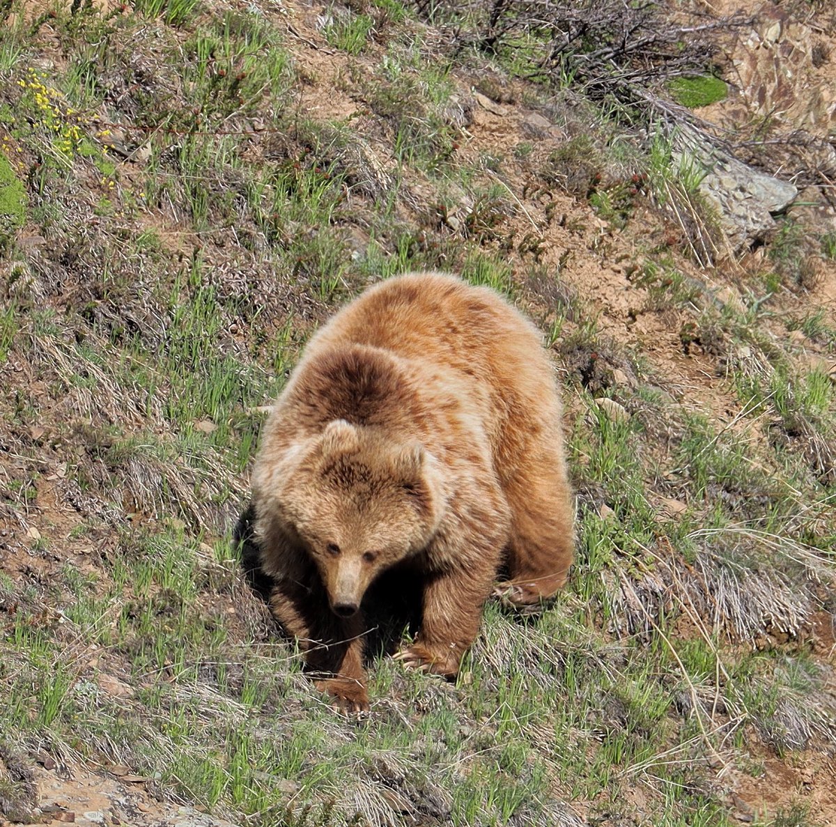The mighty male Himalayan brown bear foraging in the valley of Drass.
Always feel amazed observing the behaviour in the landscape. 
#ladakh #drass #wildlife