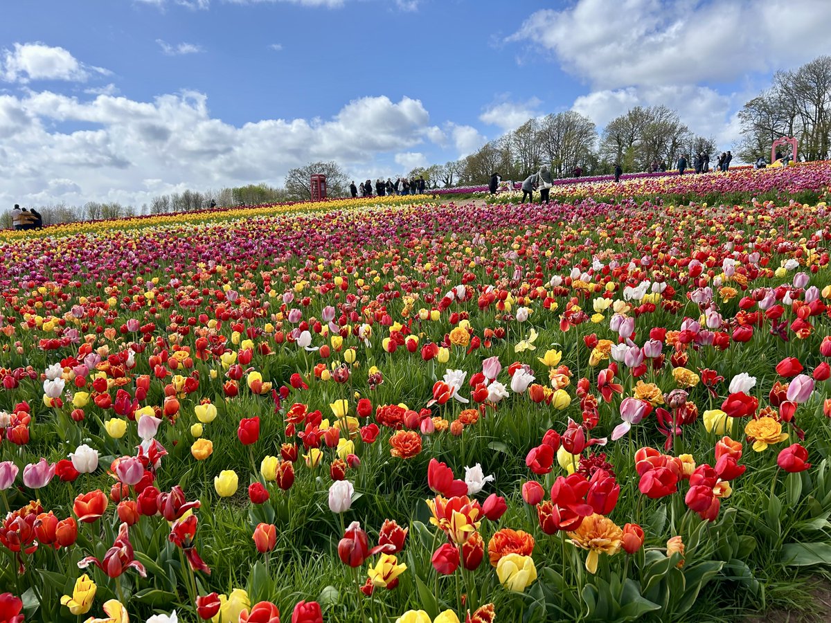 LorraineInglisD's tweet image. A sea of colour 🌷💛🌷

At Darts Farm Tulip Festival this afternoon 😎

#flowersonX #photography #landscape #saturday #Devon  #Spring #nature #tulips #thephotohour