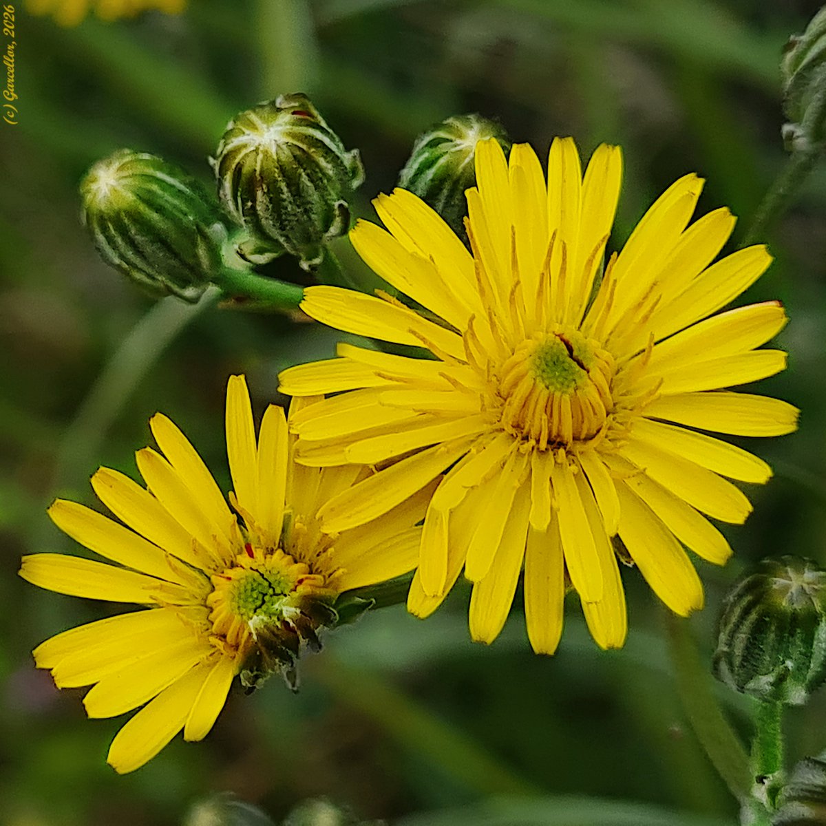 LorenzoGarciaCe's tweet image. Una de esas malditas compuestas amarillas...

cf. Sonchus sp. (pos. S. oleraceus alt. S. tenerrimus) - Cerraja. Madrid. España. Abril de 2026.

#garcellor #sonchus #sonchusoleraceus #cerraja #floresdeprimavera #coloresdeprimavera #fotosconmovil