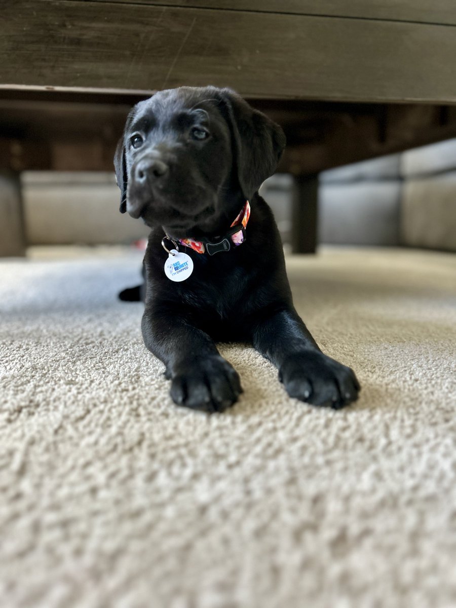 Roberto Shenanigans tweet media