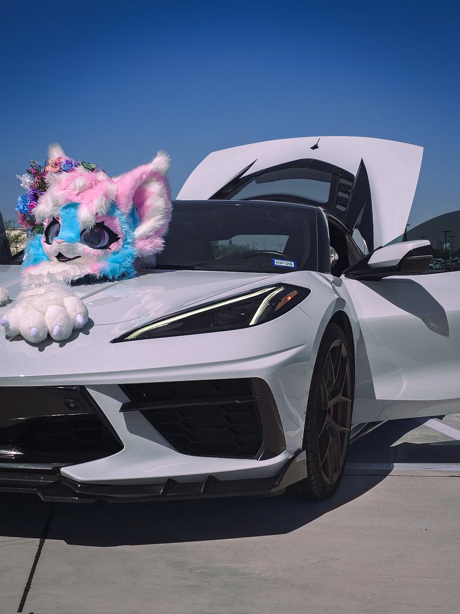 pawki ➡️ TFF tweet media