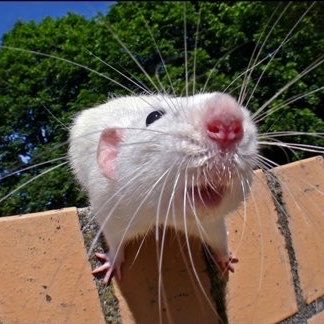 🐀ྀིྀིྀིྀིྀི tweet media