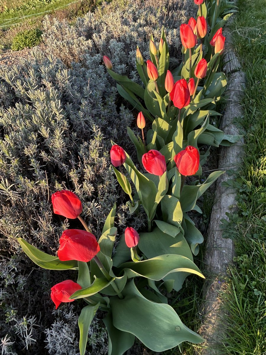 IBrockova's tweet image. #Strength &amp;amp; #Power of #Spring 
Always. 💚☀️🌷🌸🐝🍀
Maison de campagne 
#Beautiful #Slovakia 🇸🇰