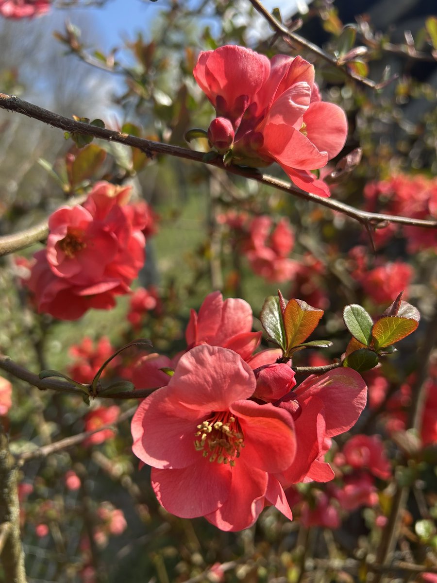 IBrockova's tweet image. #Strength &amp;amp; #Power of #Spring 
Always. 💚☀️🌷🌸🐝🍀
Maison de campagne 
#Beautiful #Slovakia 🇸🇰