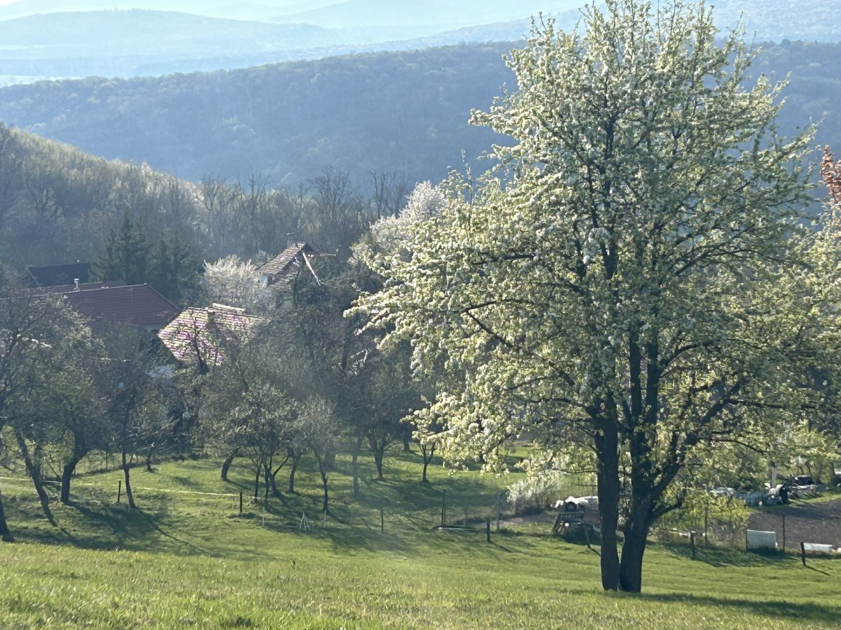 IBrockova's tweet image. #Strength &amp;amp; #Power of #Spring 
Always. 💚☀️🌷🌸🐝🍀
Maison de campagne 
#Beautiful #Slovakia 🇸🇰