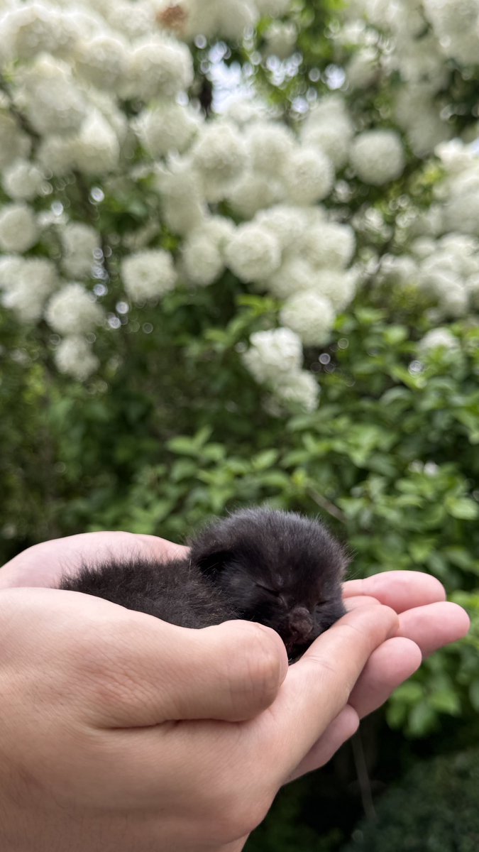 Interlagos tweet media