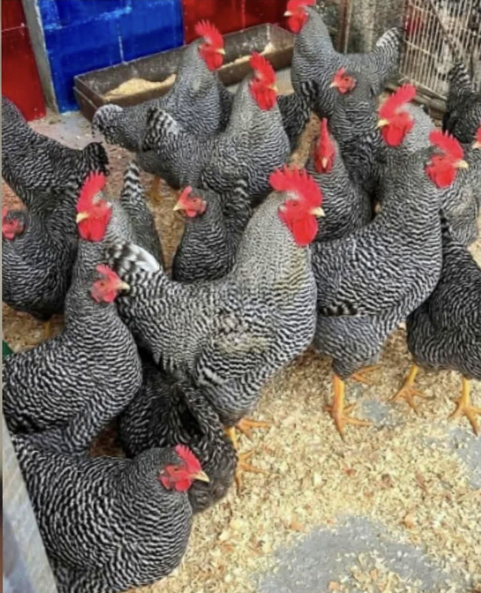 Eliane Dalla Valle tweet media